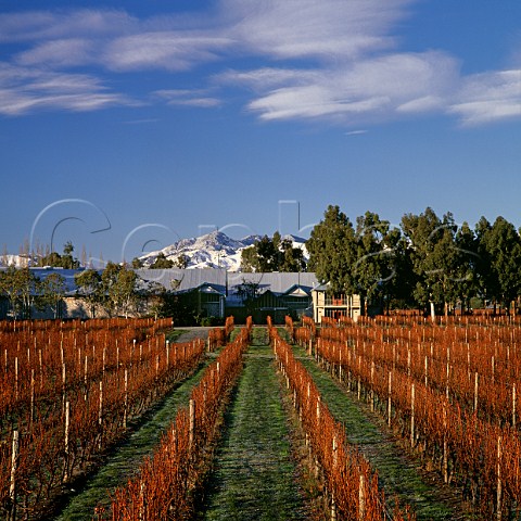 Cloudy Bay winery and vineyard with snow on the Wither Hills beyond Marlborough New Zealand