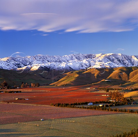 Vineyards in the Upper Brancott Valley including Cloudy Bay Mustang Fairhall Downs and Clayvin with snow on the Blairich Range beyond Marlborough New Zealand  