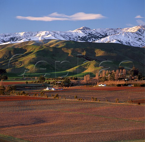 Winter in vineyards in the Upper Brancott Valley   with snow on the Wither Hills beyond   Marlborough New Zealand