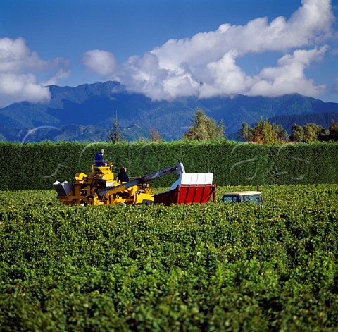 Machine harvesting of grapes in vineyard of   Allan Scott Marlborough New Zealand