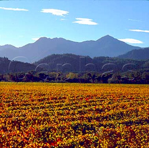 Autumnal vineyard on Montana Kaituna Estate   Marlborough New Zealand