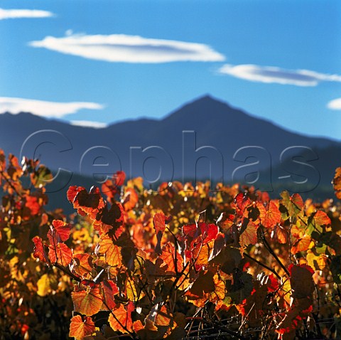Autumnal vineyard on Montana Kaituna Estate   Marlborough New Zealand
