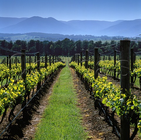 Green Point vineyard of Domaine Chandon   Coldstream Victoria Australia Yarra Valley