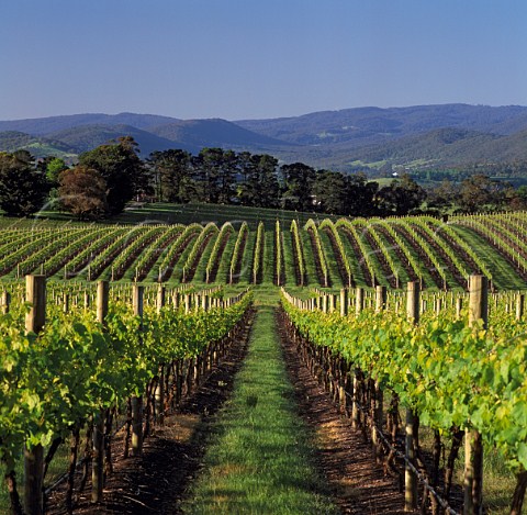 Yarrawalla vineyard Coldstream Victoria   Australia   Yarra Valley