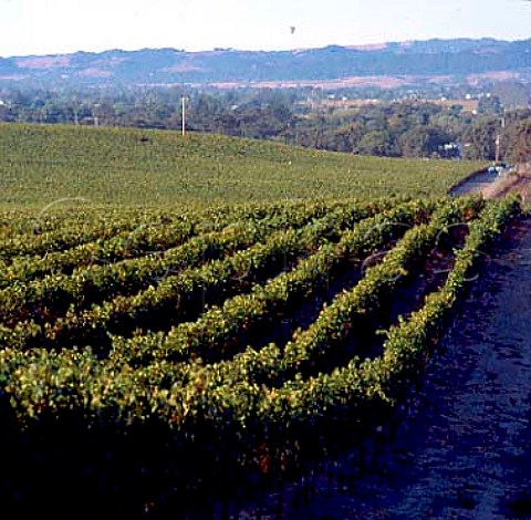 Cabernet Sauvignon vineyard of William Hill Winery   Napa California