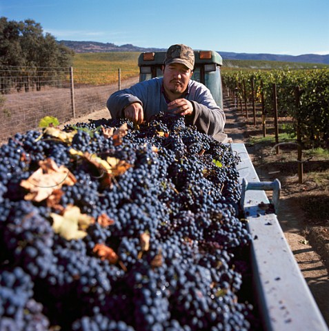 Harvesting Cabernet Sauvignon grapes in vineyard of   William Hill Winery Napa California