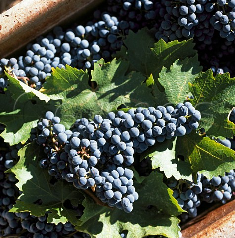 Harvested Cabernet Sauvignon grapes of   William Hill Winery Napa California