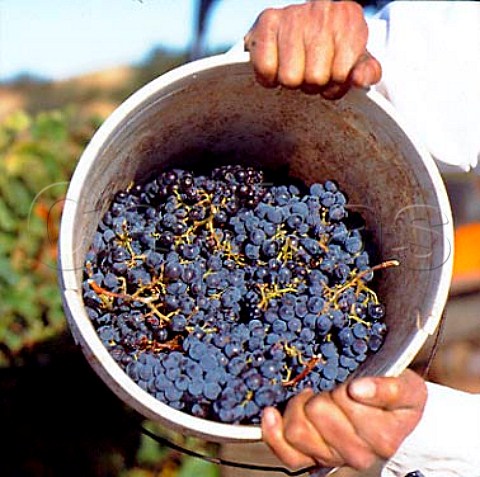 Bucket of harvested Cabernet Sauvignon grapes  Ridge Vineyards Cupertino Santa Clara Co   California   Santa Cruz Mountains AVA
