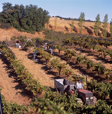 Harvesting Cabernet Sauvignon grapes at  Ridge Vineyards Cupertino Santa Clara Co   California   Santa Cruz Mountains AVA