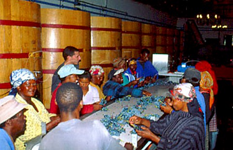 Sorting grapes in the Malabar cellar of   Spice Route Wine Company   Swartland South Africa