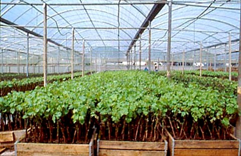Grafted vines 2 years old in the Cornerstone Nursery Wellington South Africa