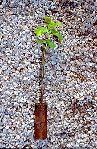 Grafted vine in the Cornerstone Nursery   Wellington South Africa