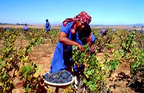 Harvesting Pinotage grapes in vineyard   of Spice Route Wine Company Swartland   South Africa