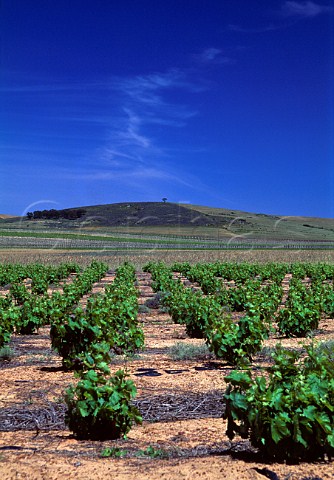 Bush vines Swartland South Africa