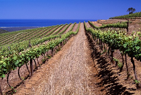 Pinot Noir vineyard of Groote Post with   the Atlantic Ocean in the distance   Darling South Africa  Swartland