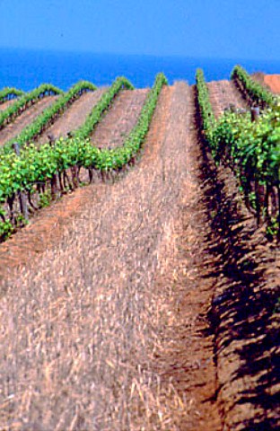 Pinot Noir vineyard of Groote Post with   the Atlantic Ocean in the distance   Darling South Africa  Swartland