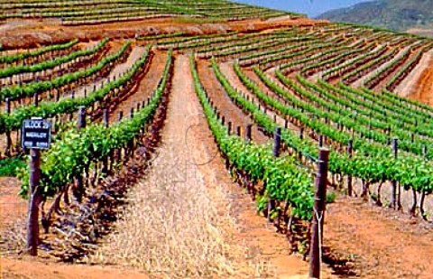 Merlot vineyard of Groote Post   Darling South Africa  Swartland