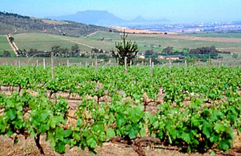 Vineyards of Kaapzicht Stellenbosch   South Africa