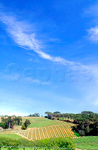 Vineyards of Fort Simon Stellenbosch   South Africa