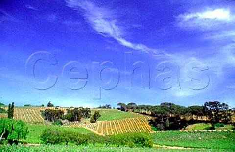 Vineyards of Fort Simon Stellenbosch   South Africa