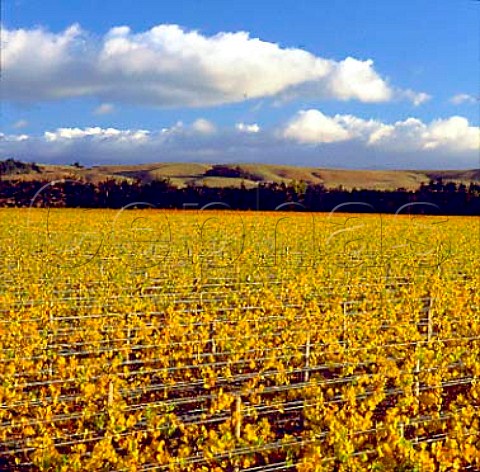 Vineyards of Craggy Range in the Te Muna Road area    near Martinborough New Zealand     Wairarapa