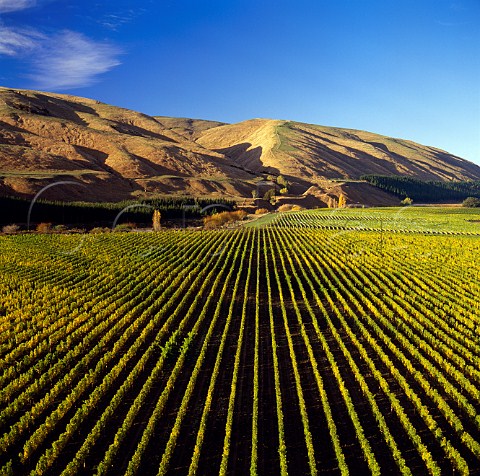 Te Muna Road Vineyard of Craggy Range by the Huangaroa River and Nga Waka O Kupe Near Martinborough New Zealand Wairarapa