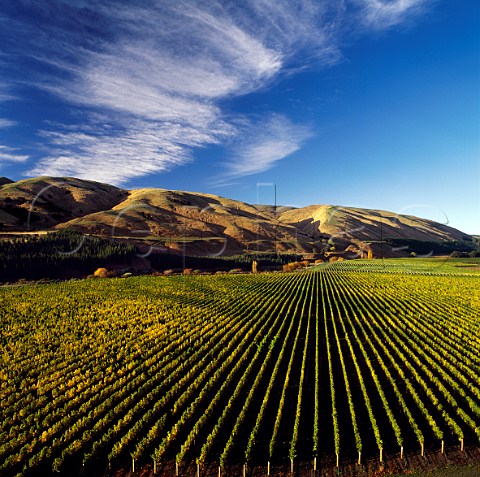 Vineyards of Craggy Range in the Te Muna Road area Martinborough New Zealand  Wairarapa