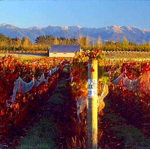 Autumnal vineyard of Mebus Estate Gladstone New Zealand    Wairarapa