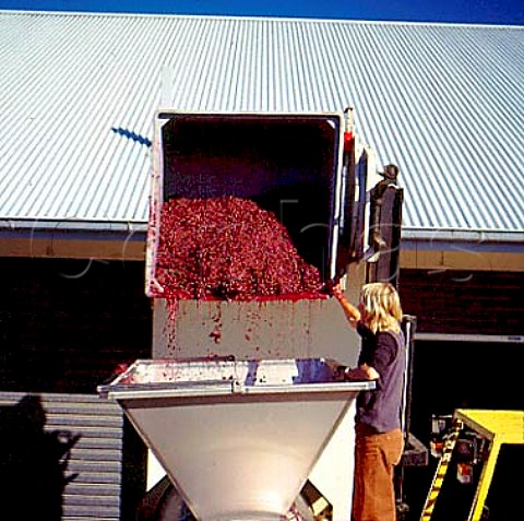 Tipping Pinot Noir   into the press after fermenting   Martinborough Vineyard Martinborough New Zealand   Wairarapa