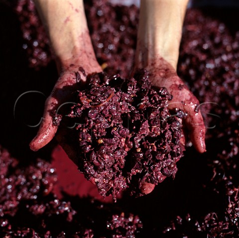 Holding fermented Pinot Noir grapes  Martinborough Vineyard Martinborough New Zealand   Wairarapa