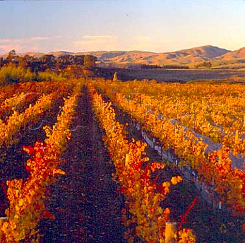 Autumnal Wharekauhau Vineyard of Martinborough   Vineyard on the Martinborough Terraces    Martinborough New Zealand   Wairarapa