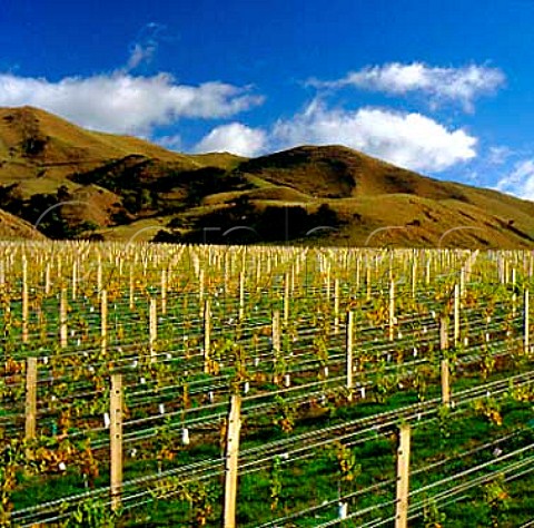 Springrock Vineyard of Te Kairanga   Martinborough New Zealand   Wairarapa