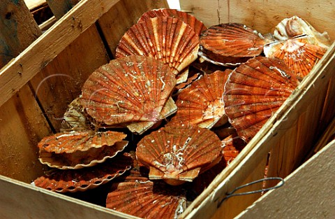 Fresh scallops