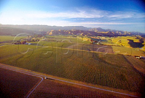 Aerial view of Cloudy Bay Mustang   Vineyard in the Brancott Valley   Marlborough New Zealand