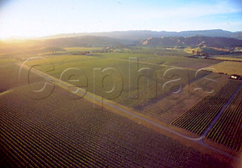 Aerial view of Cloudy Bay Mustang   Vineyard in the Brancott Valley   Marlborough New Zealand