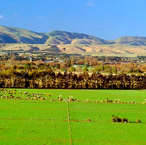 View over Martinborough with the Nga Waka o Kupe   hills in the distance New Zealand  Wairarapa