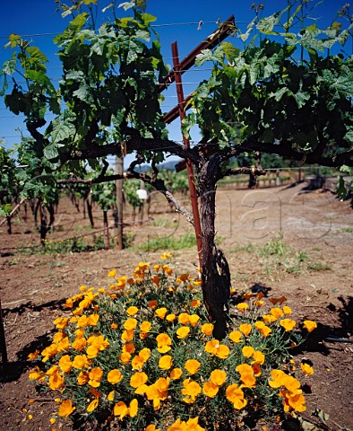 Californian Poppies the state flower in Chardonnay   vineyard of Kenwood Winery Kenwood   Sonoma Co California
