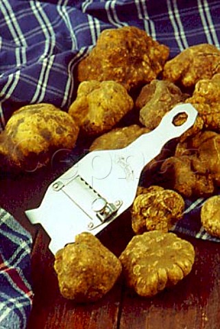 White truffles with a truffle shaver   Alba Piemonte Italy
