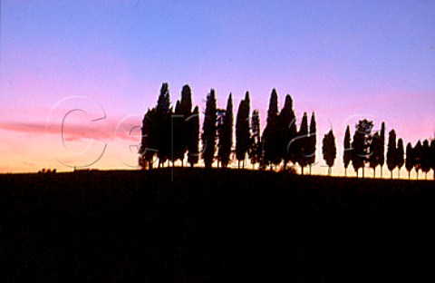 Row of cypress trees at dusk   Castellina in Chianti Tuscany Italy