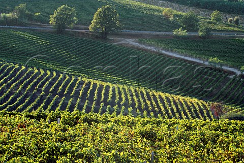 Moscato vineyards near Nizza Monferrato   Piemonte Italy   Moscato dAsti
