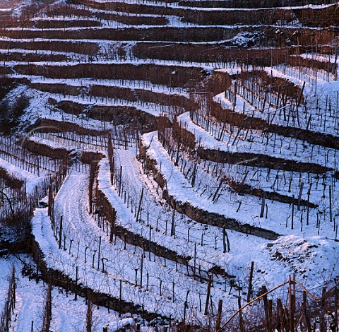 Snow in Kreutles vineyard Unterloiben Austria   Wachau