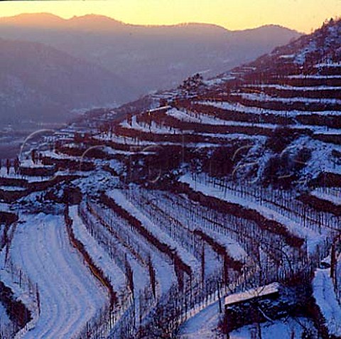 Snow in Kreutles vineyard Unterloiben Austria   Wachau