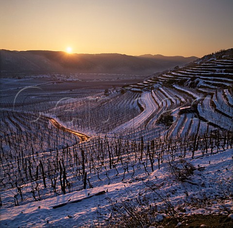 Snow in Kreutles vineyard Unterloiben Austria   Wachau