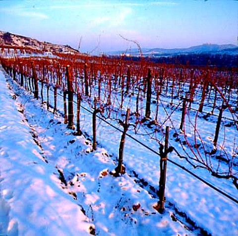 Snow in Kreutles vineyard Unterloiben Austria   Wachau