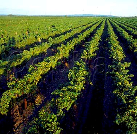 Vineyard near Tattendorf Austria Thermenregion