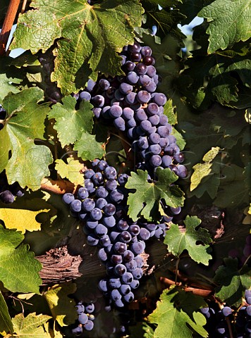 Merlot grapes in vineyard of Canoe Ridge   Washington USA   Columbia Valley AVA