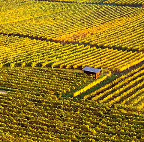 Loibenberg vineyard Unterloiben Niedersterreich   Austria Wachau