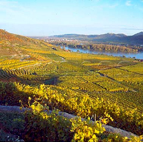 Loibenberg vineyard Unterloiben Niedersterreich   Austria Wachau