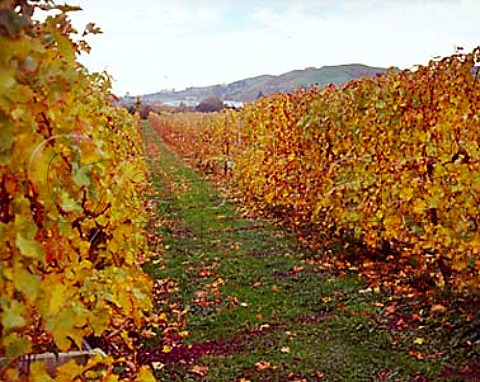 Autumnal vineyard of Chateau Waimarama   Havelock North New Zealand   Hawkes Bay