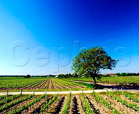 Vineyards at Husseau IndreetLoire France   AC Montlouis